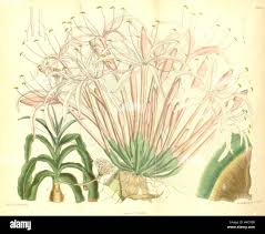 Image result for Crinum buphanoides