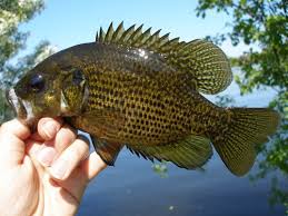 Image result for rock Bass