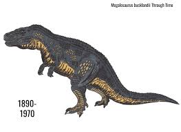 Image result for Megalastrum lanuginosum