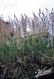 Image result for Agrostis epigejos
