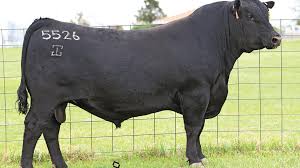 Select Sires Beef