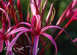 Image result for x Ruttyruspolia