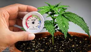 Characteristics of the flowering stage. Taking Humidity In Your Grow Room Under Control Herbies