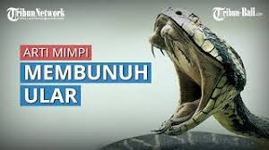 We did not find results for: Mimpi Membunuh Ular Jika Ular Kobra Yang Dibunuh Artinya Terhindar Dari Penggoda Youtube