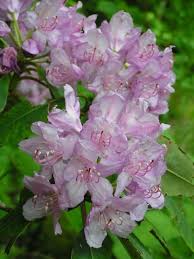 Us Wildflower Catawba Rhododendron Mountain Rosebay Purple Rhododendron Rhododendron Catawbiense Native Plants Natural Ecosystem Wild Flowers