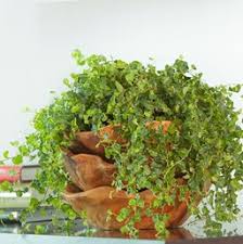 Although it calls for keeping it at a size that suits the place of installment around the house, getting it all done seems effortless when you ensure the below ideal growth conditions for the plant. Creeping Fig Costa Farms