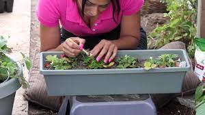 Here are a few ways how you can pollinate your very own strawberry crops once they start flowering How To Pollinate Strawberries The Chef S Garden Youtube
