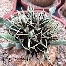 Image result for Glossostelma