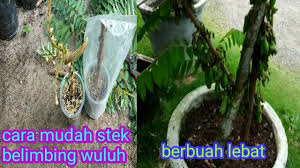 Dalam menanam bibit belimbing dalam pot, yang perlu anda persiapkan pertama kali adalah pot dan media tanam. Tips Cara Mudah Stek Belimbing Wuluh Agar Cepat Tumbuh Dan Berbuah Lebat Youtube