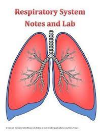 Respiratory System Lab Activity Respiratory System Respiratory Human Body Systems