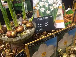 En fin d'eté, surgit une hampe florale de 60 cm, surmontée d'une grappe de fleurs roses. Terre A Terre Tauzia Fete Les Jardins
