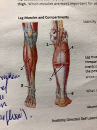 Learn the arm muscles in particular the bicep muscle and the tricep muscle with our arm muscle diagram big biceps & large triceps muscle diagram. Solved Thigh Which Muscles Are Most Important For Ab Leg Chegg Com