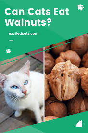 As for the nuts, that depends on what kind of nuts they were. Can Cats Eat Walnuts Walnuts Canning Cats