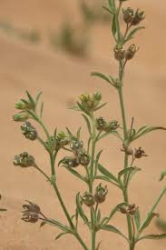 Image result for Vahlia