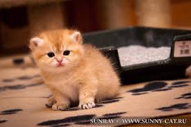 Частота доносів котеня