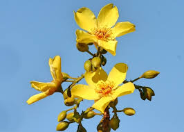 Image result for Bixaceae