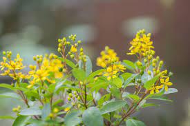Yellow flowers found on this site, in order by the common name that is used for each species on this site. Thryallis Plant Info Growing Thryallis Shrubs In The Garden