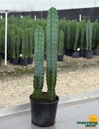 Image result for Cereus jamacaru