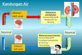 Pelajar boleh mengulangkaji mata pelajaran sains ini sebagai persediaan untuk menghadapi peperiksaan sekolah, pt3 atau spm. Explore To Koh S Science World Blog Sains Homeostasis