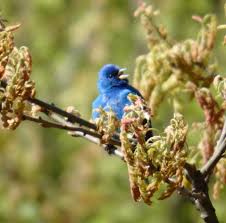 World Series Of Birding Archives New Jersey Audubon