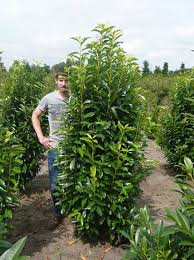 Prunus Laurocerasus Genolia Kirschlorbeer Genolia Kirschlorbeer Straucher Garten Pflanzen