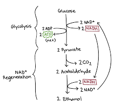 Cellular Energetics Ap College Biology Science Khan Academy