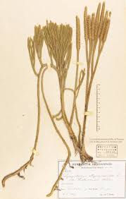 Image result for Lycopodiella sarcocaulon