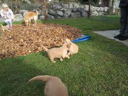 Unsere hundeklo garten bauen beste vorschläge und verschiedene alternativen. Welpentagebuch A Wurf Mira Et Fida Animas Webseite
