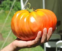 The best tomato for bread with huge, heavy fruits up to 500 g. Saving Tomato Seed A Day At Hudson Valley Seed A Way To Garden