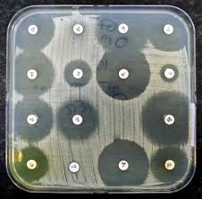 Antibiotic Sensitivity Testing Wikipedia