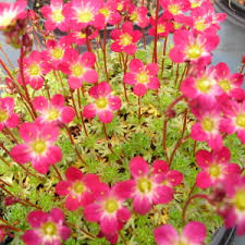 Saxifrage Mousse Peter Pan Michael Lebecque Amenagements Exterieurs Pepinieres