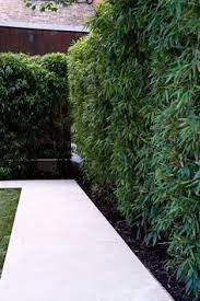Could work for the front porch, with vertical wires? 60 Gorgeous Fence Ideas And Designs Renoguide Australian Renovation Ideas And Inspiration Garden Hedges Bamboo Garden Bamboo Hedge