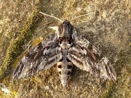 Image result for Convolvulus ocellatus