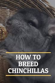 Chinchilla pet for sale australia. How To Breed Chinchillas Pbs Pet Travel