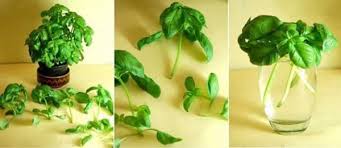 11 Fruits Et Legumes Que Vous Ne Devriez Acheter Qu Une Seule Fois Dans Votre Vie Si Vous Connaissez Ces Astuces En 2020 Idee Legume Noyau Avocat Basilic Plante