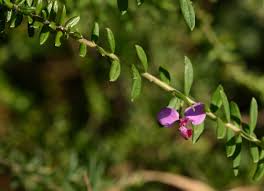 Image result for Polygala gazensis