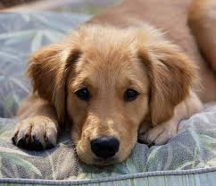Golden Retriever Dog Breed Information The Happy Puppy Site Dog Breeds Pets Dogs Breeds Golden Retriever