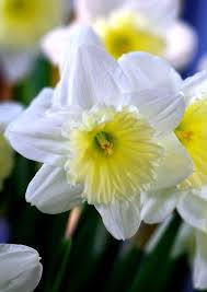 Narcissus Ice Follies Daffodil Bulbs Spring Flowering Bulbs Daffodils