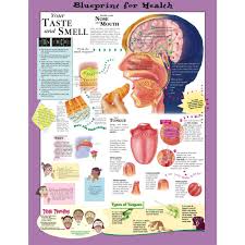 blueprint for health your taste and smell chart