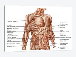 Human skeletal model make learning anatomy and understanding the human body accessible for all ages and groups. Anatomy Of Human Abdominal Muscles Canvas A Stocktrek Images Icanvas