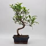 Care Guide For Banyan Fig (Ficus Microcarpa) Bonsai Trees ...