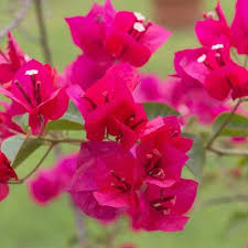 Image result for Bougainvillea