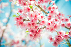We did not find results for: You Can Find Beauty And Wisdom In Japanese Flowers Floraqueen