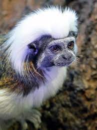 The white haired monkey is a dangerous animal. A Complete List Of All Types Of Monkeys You Wouldn T Want To Miss Animal Sake