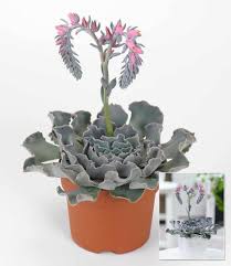 Baldur Garten Echeveria Cheyenne 1 Pflanze Sukkulente Bluhende Zimmerpflanze Amazon De Garten In 2020 Pflanzen Bluhende Zimmerpflanzen Steingewachse