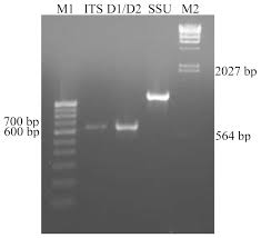 With the headquarter and r&d. Pdf S2 Fig