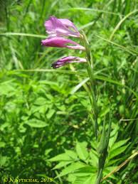 Image result for Gladiolus microspicatus