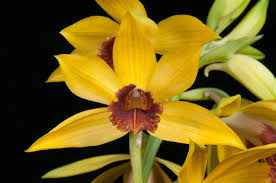 Image result for Phaius occidentalis