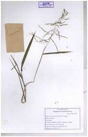 Image result for Steinchisma laxum