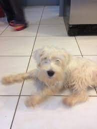 Is Jack Jack A White Schnauzer